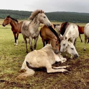 ضبط 4 أجانب يجمعون الخيول البرية دون إذن في قونية
