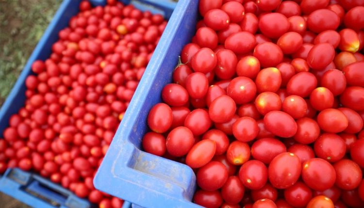 روس سيلخوزنادزور