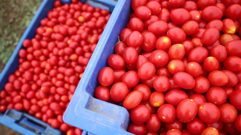 روس سيلخوزنادزور