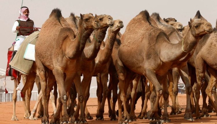 عمليات تجميل غريبة وجلسات حلاقة للإبل في السعودية