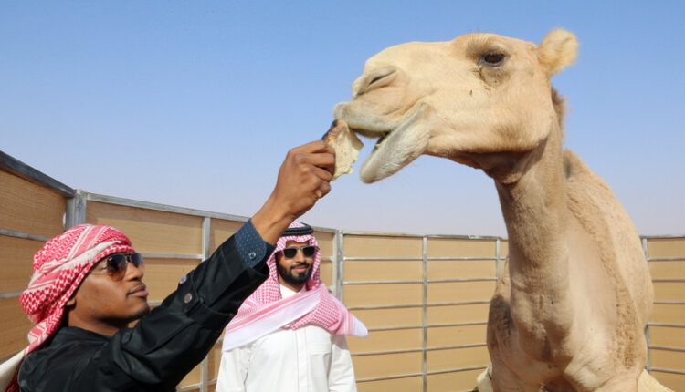 عمليات تجميل للإبل