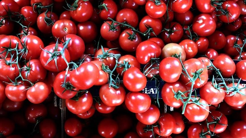 صادرات الطماطم التركية