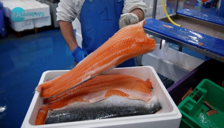 عائدات تركيا من سمك السلمون تحقق قفزات في 5 سنوات