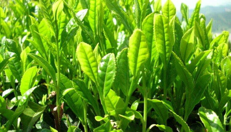 انتعاشة غير مسبوقة في صادرات الشاي التركي