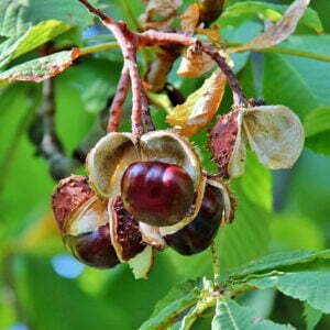 سلعة تركية تشهد ارتفاعا صاروخيا في سعرها