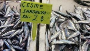 انخفاض كبير قادم على أسعار السمك في تركيا.. تعرف سعر الكيلو الواحد؟