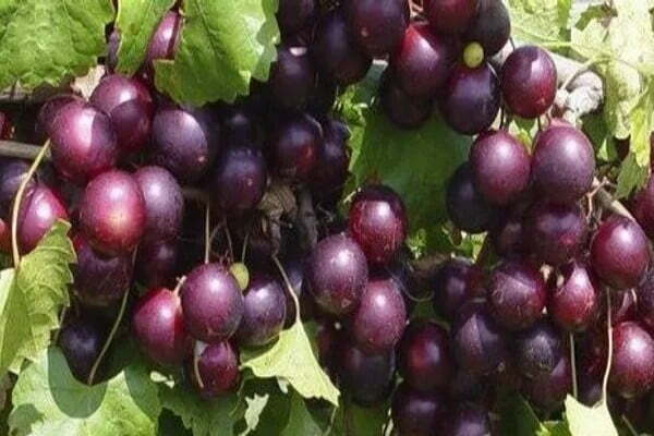 نوع شهير من العنب يطيل العمر وينقص الوزن 1