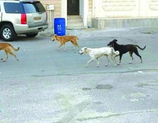 مجموعة كلاب ضالة تنهش طفلاً .. وهذه حالته ! 1