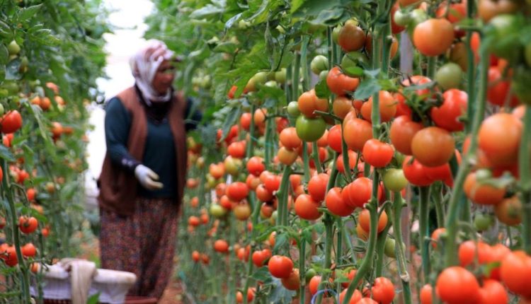 كيف ساهمت الطماطم في دعم الليرة؟