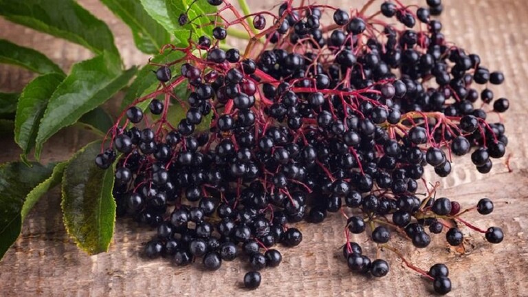 علماء: نبات البلسان مفيد في علاج الإنفلونزا 3