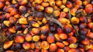 هل يشكل زيت النخيل خطورة على الصحة.. اخصائية تجيب!