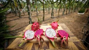 صادرات تركيا من الفواكه الاستوائية تتجاوز 14 مليون دولار