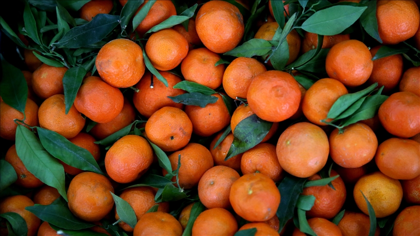 تركيا.. صادرات الحمضيات تتجاوز 934 مليون دولار في 2021 1