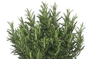 عشبة شهيرة تعالج كورونا والزهايمر