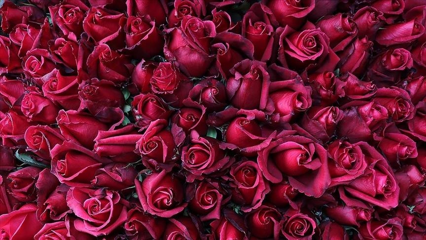تركيا.. توقعات ببيع 5 ملايين وردة في "عيد الحب" 37