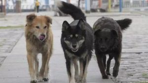 فيديو.. طالبة تركية تتعرض لهجوم شرس من «كلاب الجامعة»