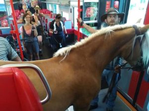 حصان يركب القطار ويحدث ضجة على مواقع التواصل (فيديو)