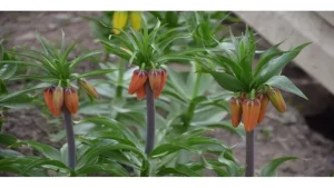 تركيا.. غرامة مالية بقيمة 70 ألف ليرة لمن يقطف هذه الزهرة