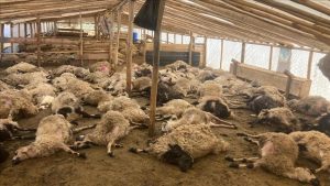 ذئاب تهاجم حظيرة خراف وترتكب مجزرة فيها جنوبي تركيا