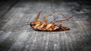 ملايين الصراصير تحتل شوارع ومنازل بلدة أمريكية… فيديو