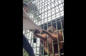 تركيا… نقل قرد إلى المصحة بعد إدمانه التدخين  