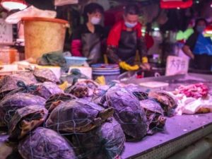 الصين.. اكتشاف بكتيريا مسببة للكوليرا بسلاحف في سوق ووهان للأغذية