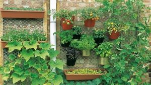 كيف تنشط بعض النباتات والحيوانات في الحدائق أثناء ليل الصيف؟