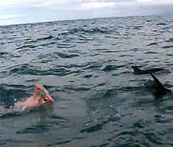 دلافين تساعد سباح بريطاني من قرش 1