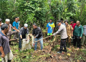 مشهد صادم.. ثعبان عملاق يأكل مُسنة حية وصدمة من شكل جسدها بعد استخراجه!