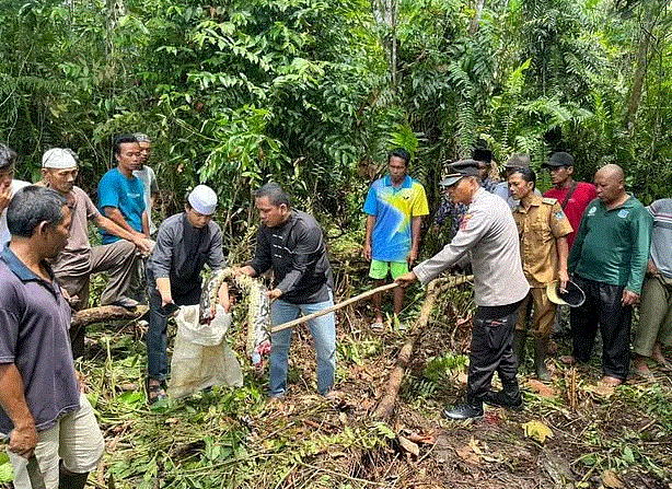 مشهد صادم.. ثعبان عملاق يأكل مُسنة حية وصدمة من شكل جسدها بعد استخراجه! 1