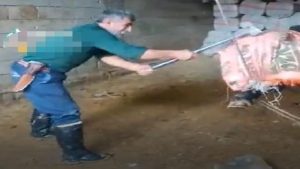 اعتقال جزار ضرب وعذب بقرة قبل ذبحها في ماردين (فيديو)
