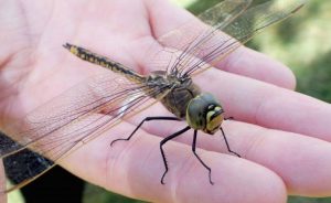 طبيب يفجر مفاجأة: “الحشرات تحتوي على بروتينات أكثر من اللحوم والدواجن”