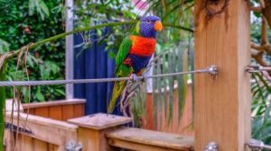 تركيا .. إقبال كبير على شراء الببغاوات والطيور بسبب الزلازل!