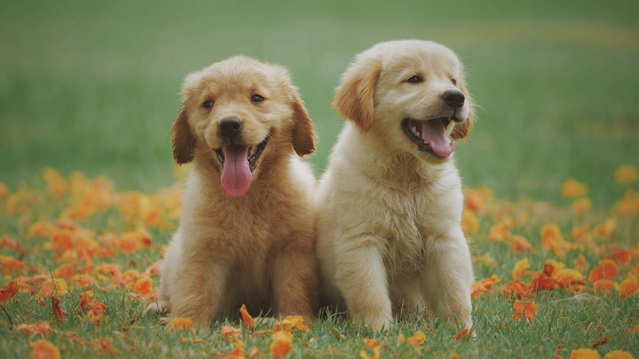 الدورة الشهرية عند الحيوانات.. أبرز الأنواع التي تحيض 27