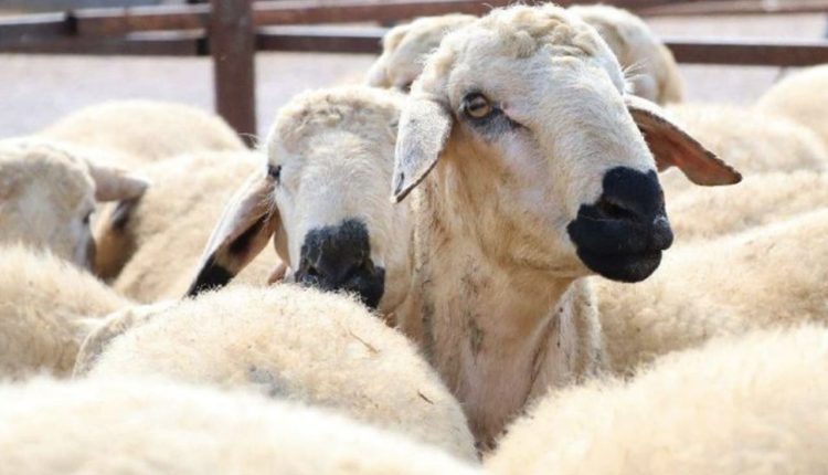 موعد عيد الاضحى