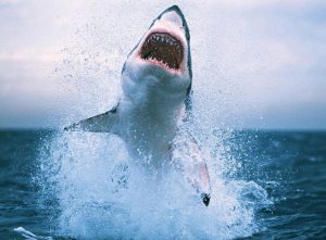 فيديو مخيف لسمكة قرش تهاجم صيادا على متن قاربه