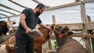 أسواق الأضاحي في تركيا تشهد إزدحاماً كبيراً