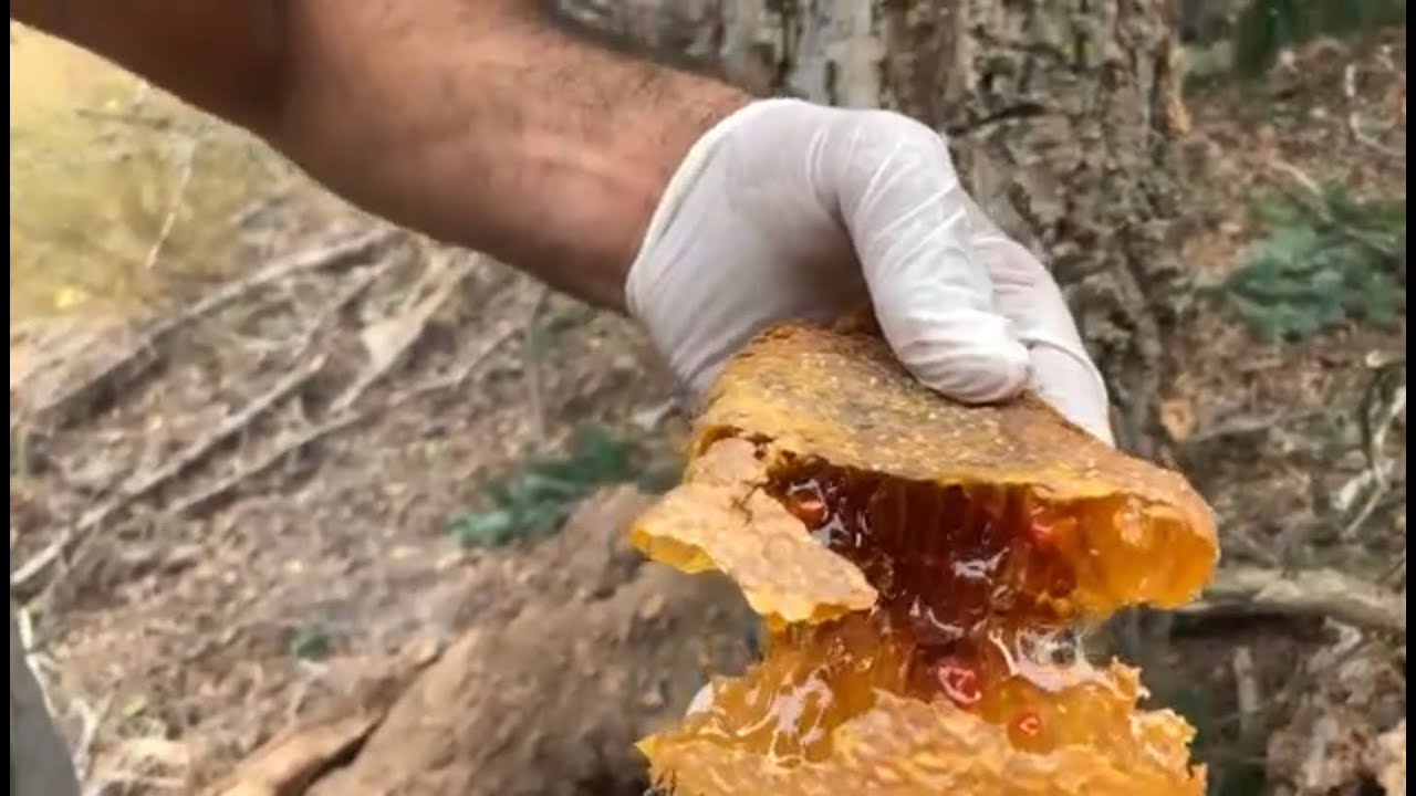 اغلى عسل في العالم.. تنتجه تركيا وهذا سعره 9