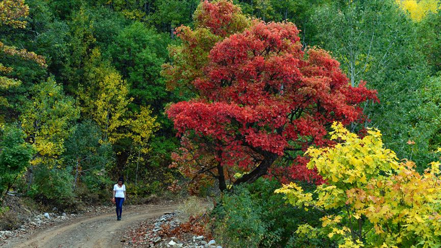 حظر دخول الغابات بالعاصمة أنقرة حتى هذا التاريخ !! 9