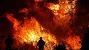 مقتل 93 شخص في حرائق الغابات بأمريكا.. والعدد قابل للزيادة