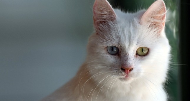 "سيمين" القط الملكي.. نجم آيا صوفيا الجديد يسرق الأضواء في إسطنبول! 1