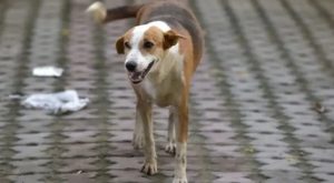 أردوغان يعلن عن خططه للقضاء على مشكلة الكلاب الضالة في تركيا