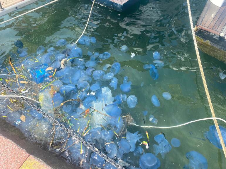 ابرز شواطئ إزمير السياحية خالية من الزوار.. وهذا هو السبب 1