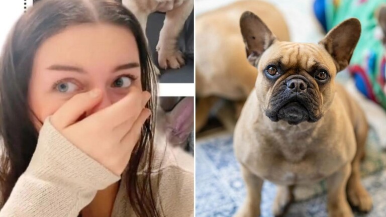 فتاة تشتري كلب عبر الإنترنت بألف دولار.. والنتيجة كارثية 15