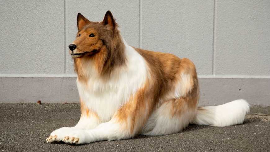 رد فعل مفاجئ لعائلة الياباني الذي تحول لكلب 21