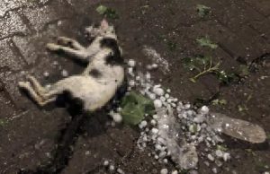 كارثة طبيعية في تركيا: بَرد بحجم البيض يتسبب في خسائر هائلة