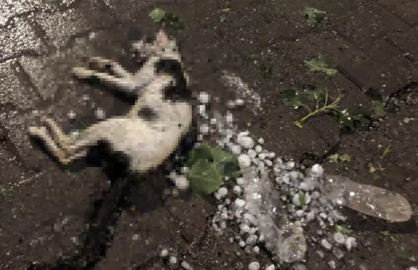 كارثة طبيعية في تركيا: بَرد بحجم البيض يتسبب في خسائر هائلة 5