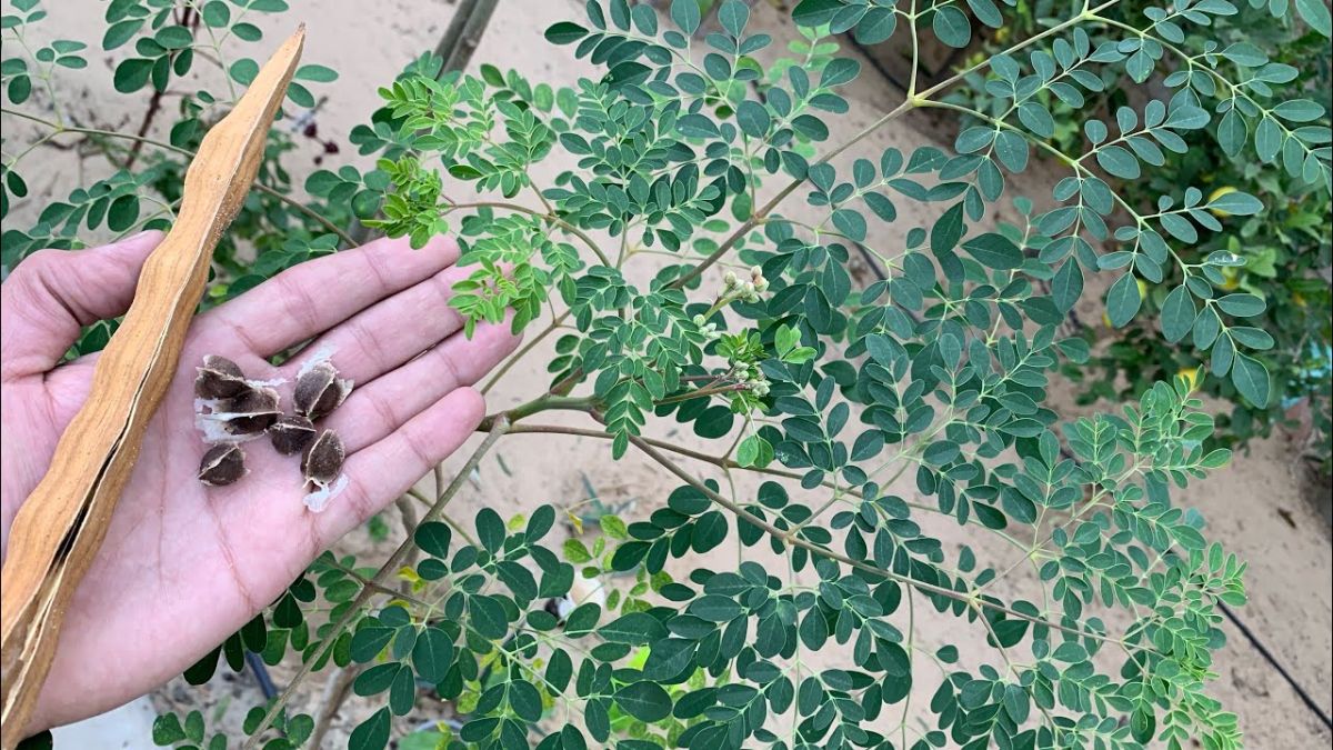 The Amazing Benefits of Moringa: A Natural Way to Improve Health and Prevent Diseases