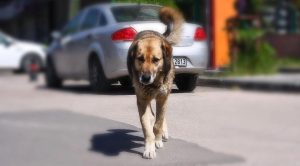 حوادث مروعة في تركيا بسبب الكلاب الضالة