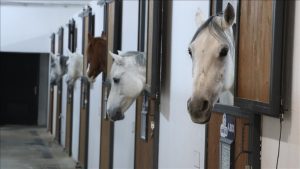 فندق “5 نجوم” للخيول في تركيا
